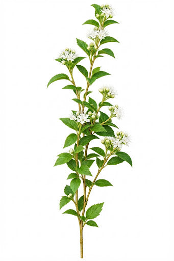 Creanga decorativa cu flori albe si boboci 420 pcs pe bax.Comanda minima 12 buc